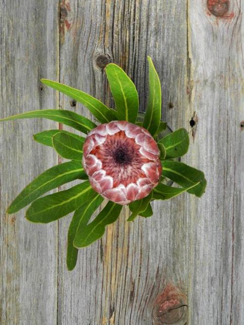 PINK ICE PROTEA